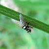 Leafroller tachinid