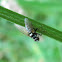 Leafroller tachinid
