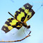 Tiger Dragonfly