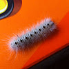 Hickory Dussok Moth Caterpillar