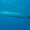 Yellowmouth Barracuda