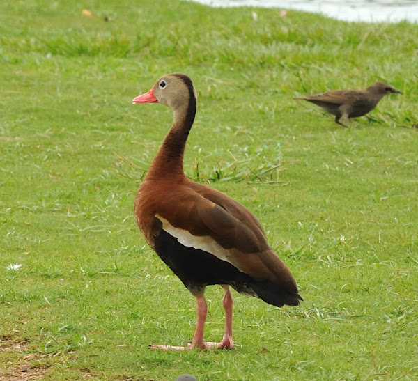 black-bellied whistling duck | Project Noah