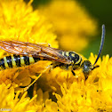 Five-banded Tiphiid Wasp