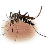Dengue