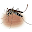 Dengue Download on Windows
