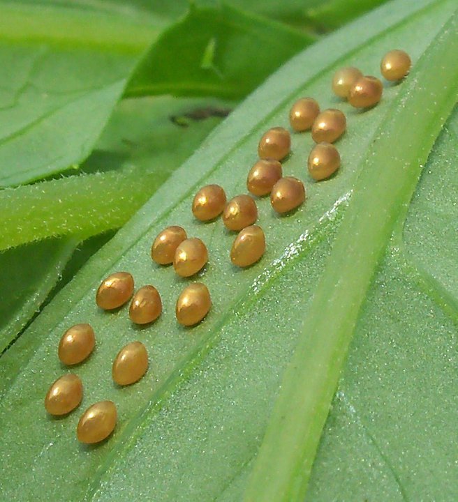 Coreidae eggs