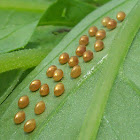 Coreidae eggs