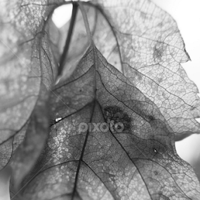 Fall by Leona St.Louis - Nature Up Close Leaves & Grasses