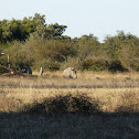 Square-lipped Rhinoceros