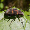 Comb-clawed Beetle