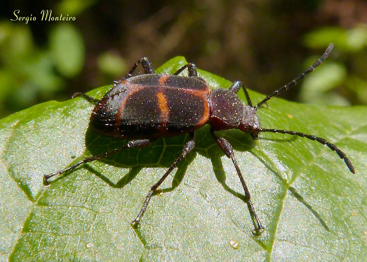 Comb-clawed Beetle