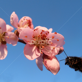 Peach blossoms and bumblebee by Snezana Petrovic - Flowers Tree Blossoms