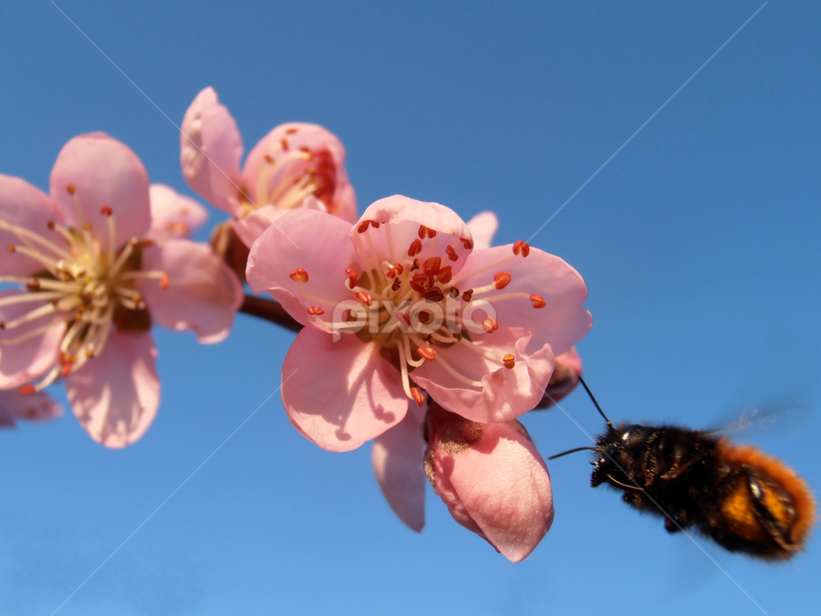 Peach blossoms and bumblebee by Snezana Petrovic - Flowers Tree Blossoms