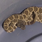 Southern Pacific rattlesnake