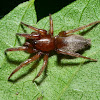 Unknown Ground Spider