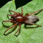 Unknown Ground Spider