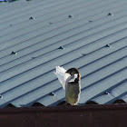 house sparrow (male) building a nest