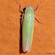 Sugarcane Leafhopper