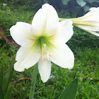 Amaryllis