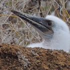 Blue-footed booby (adult & chick)