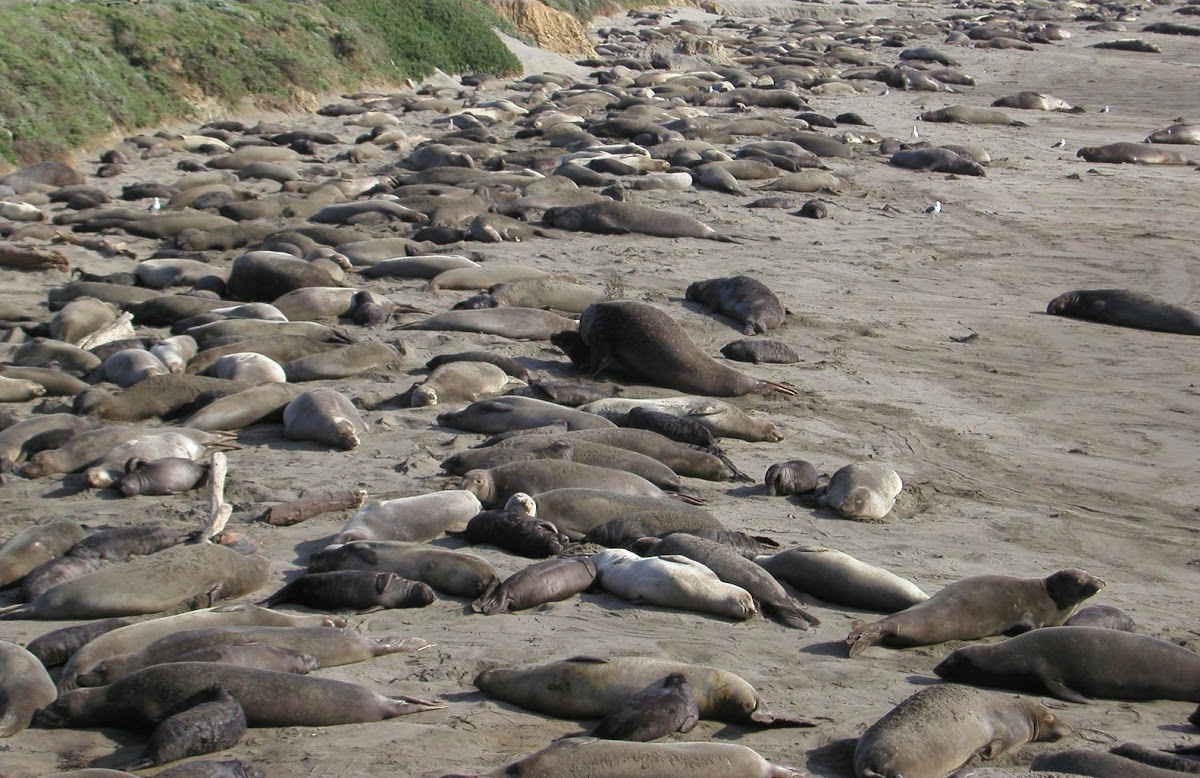 Elephant Seals (Earless seal)