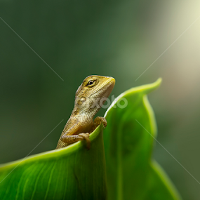 - ehmmmm...  - by Robert  Fly - Animals Reptiles