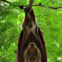 Wahlberg's epauletted fruit bat