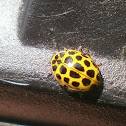 22 Spot Ladybird?