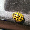 22 Spot Ladybird?