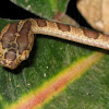 Blunthead tree snake, Mapepire Corde Violon