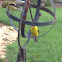 American Goldfinches (3)