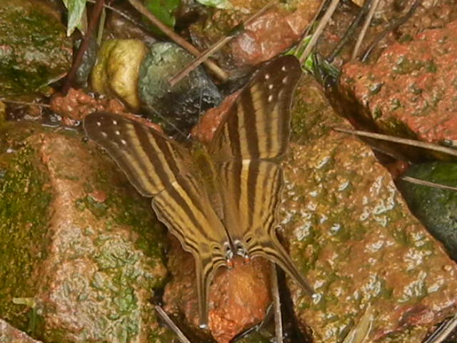 many banded daggerwing