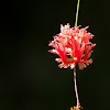 Japanese Lantern Hibiscus