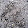 White-tailed deer tracks