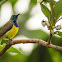 Olive-backed Sunbird ♂