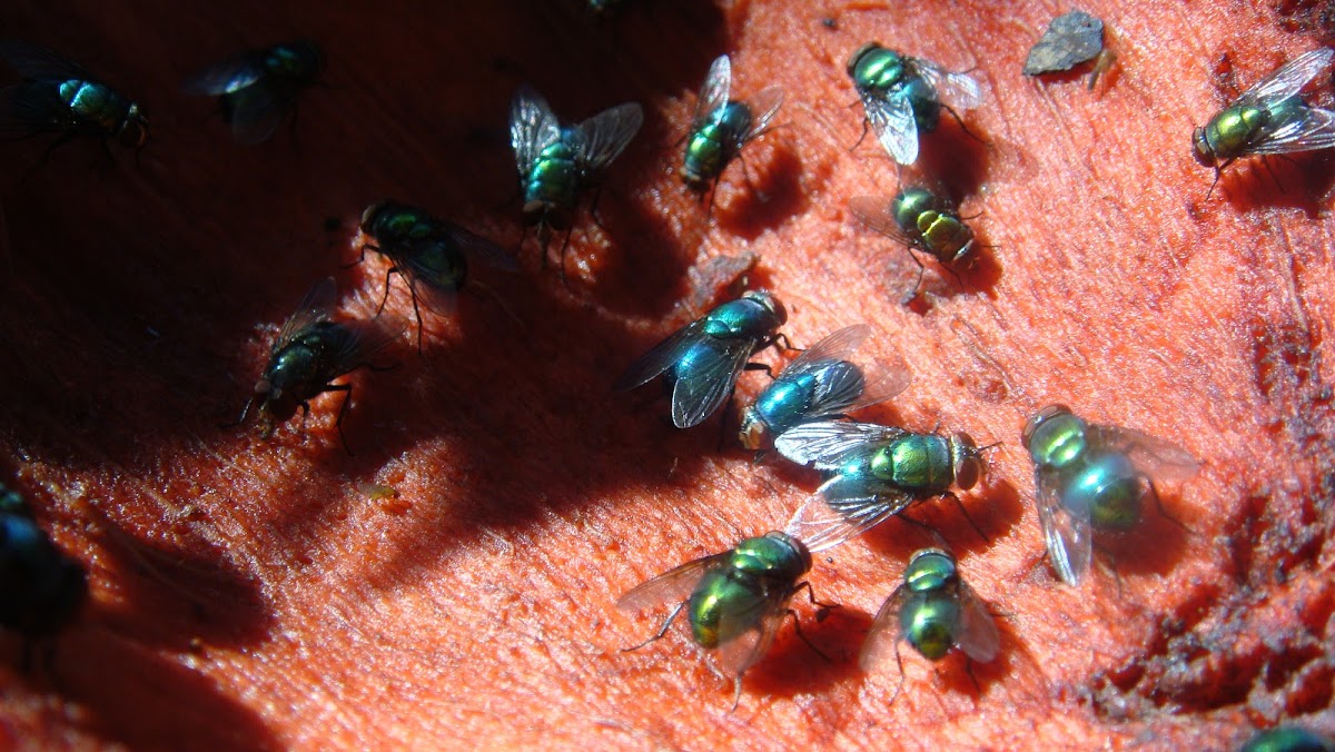 Greenbottle and bluebottle flies