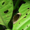Fruit-piercing Moth