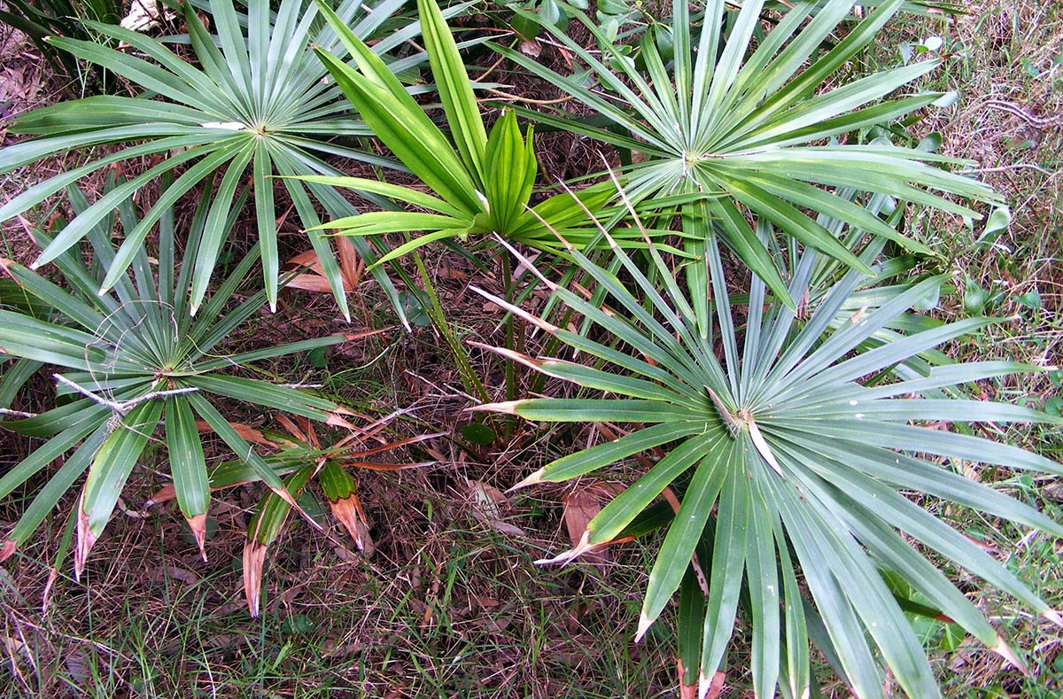 Cabbage Palm