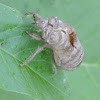 Dog day Cicada husk