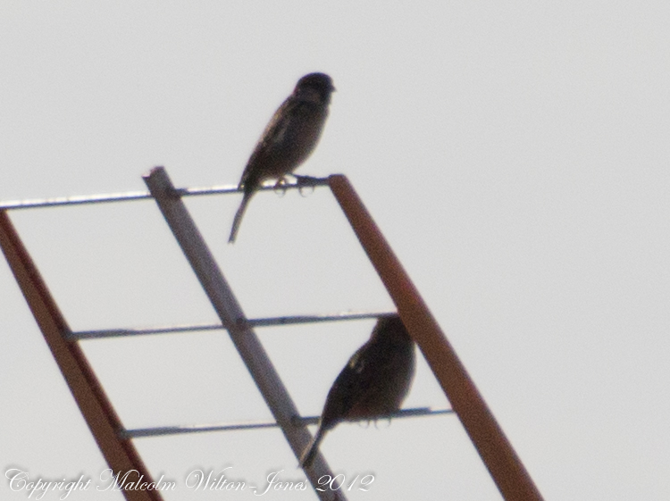 House Sparrow; Gorrión Común