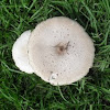 Flat cap mushroom