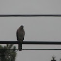 Cooper's Hawk