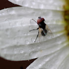 Small tachinid fly