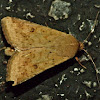 Corn earworm moth -