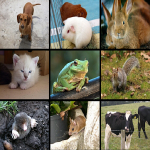 Toddler animal dictionary 1.0