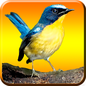 Kicau Burung Mp3.apk 1.4