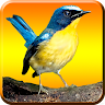 Kicau Burung Mp3 Application icon