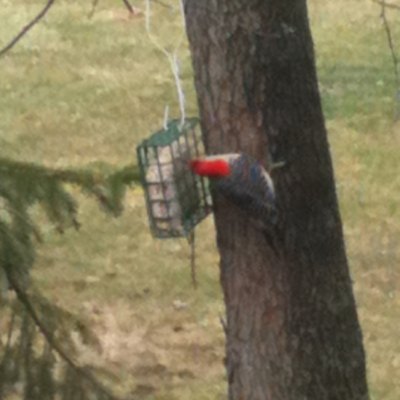 Red bellied woodpecker