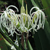 Seven Sisters or Southern Swamp Lily
