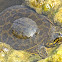 Florida soft-shelled turtle